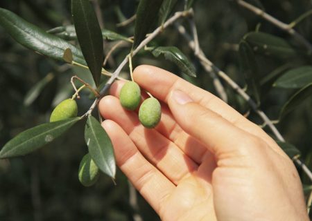 Συγκομιδή Ελιάς