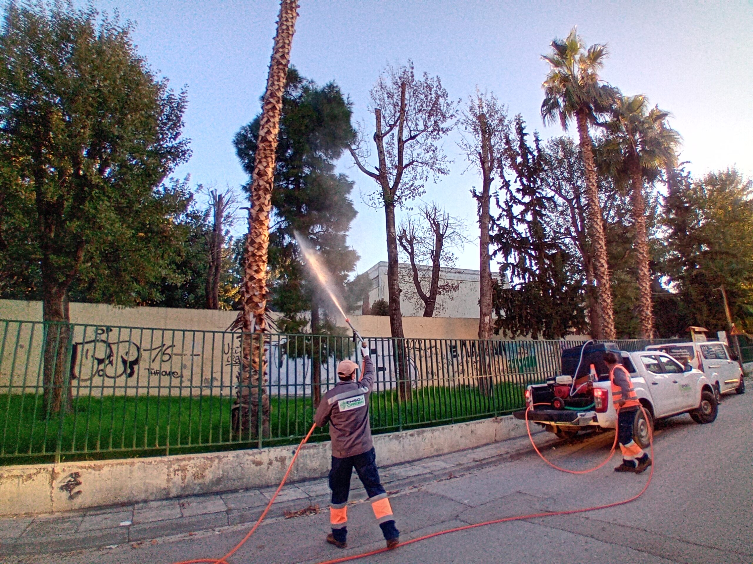 Pine processionary