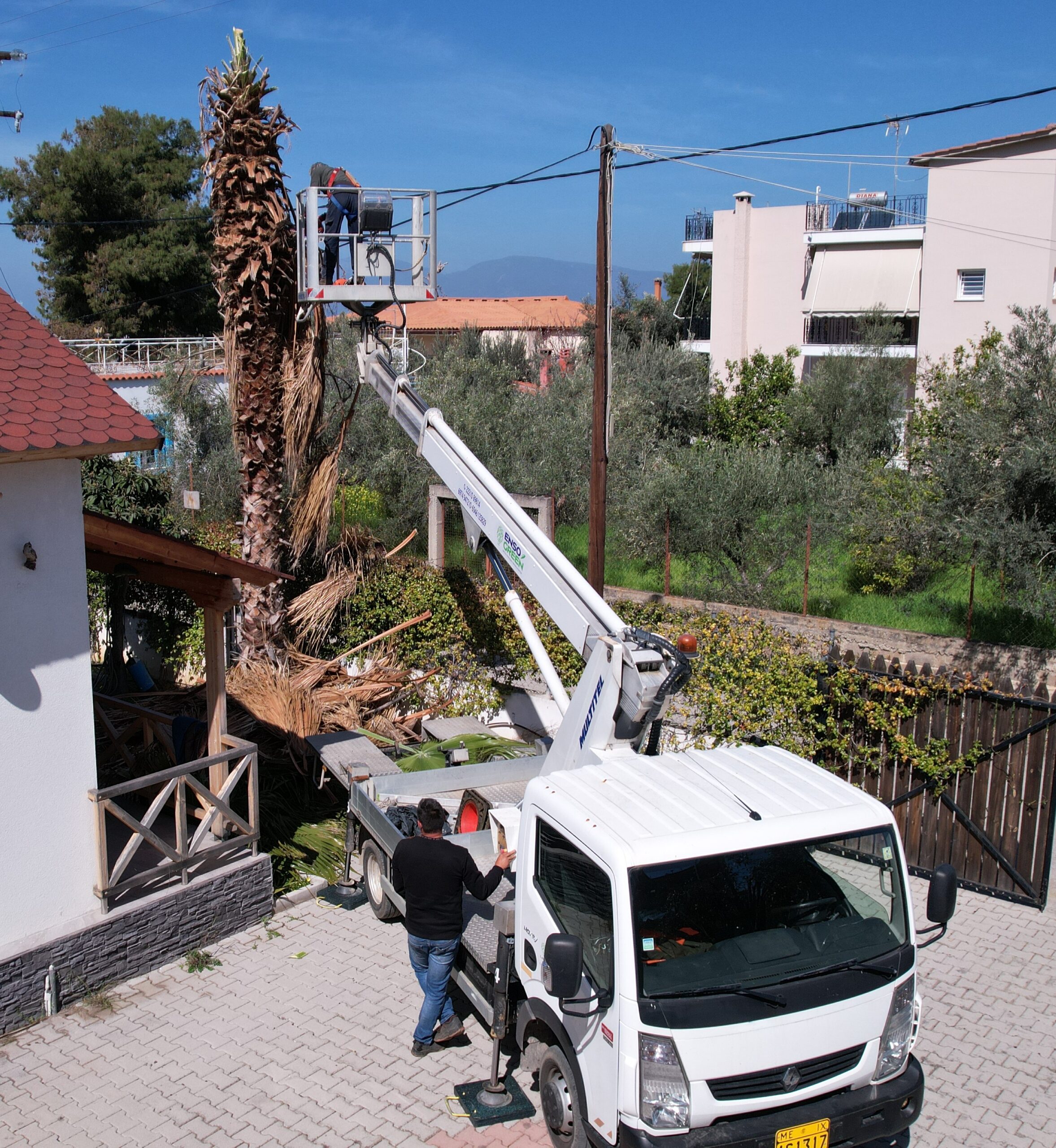 cutting-pruning-trees