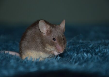rodent-control