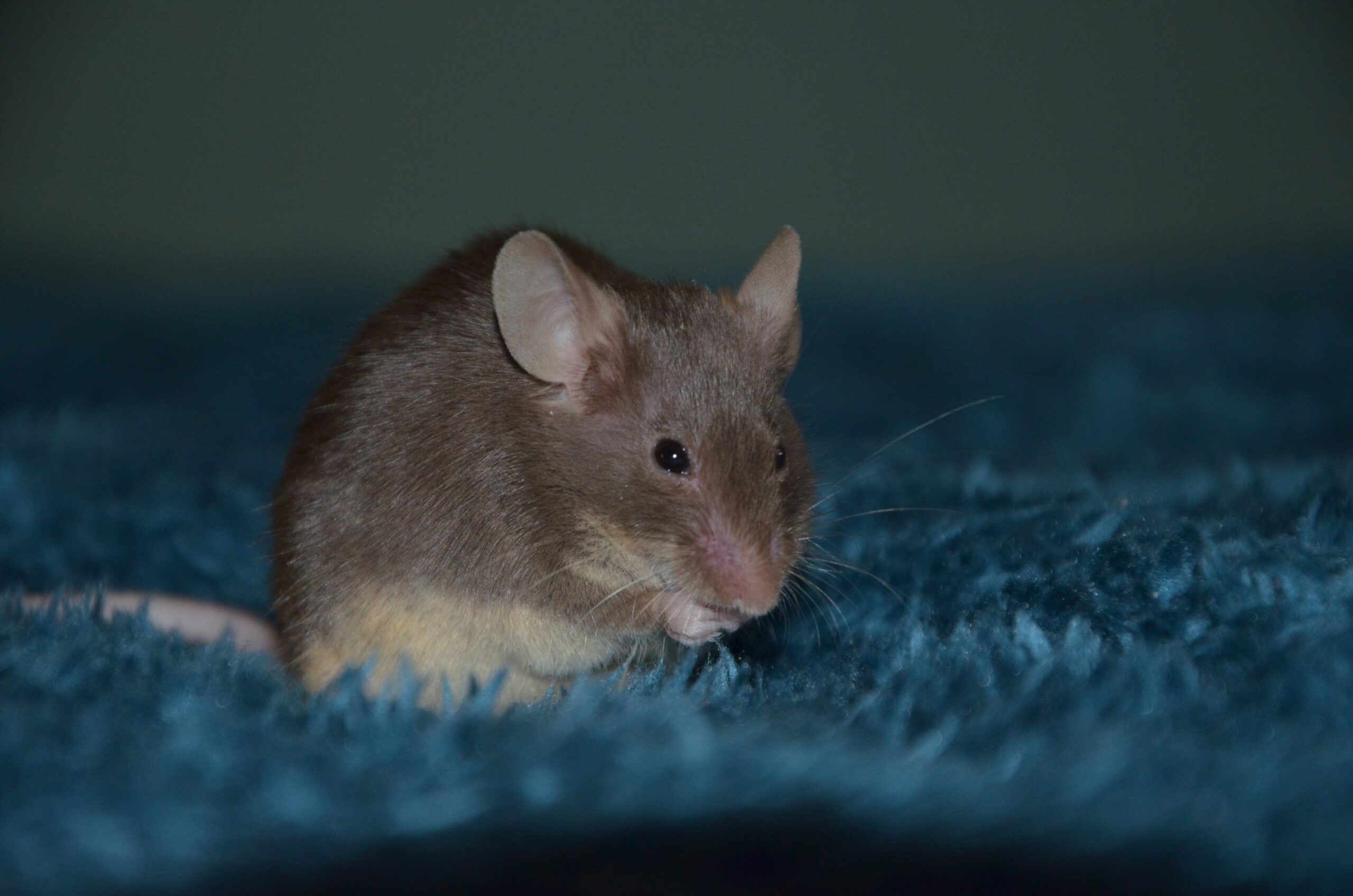 rodent-control